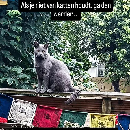 Villa Des Chats-3